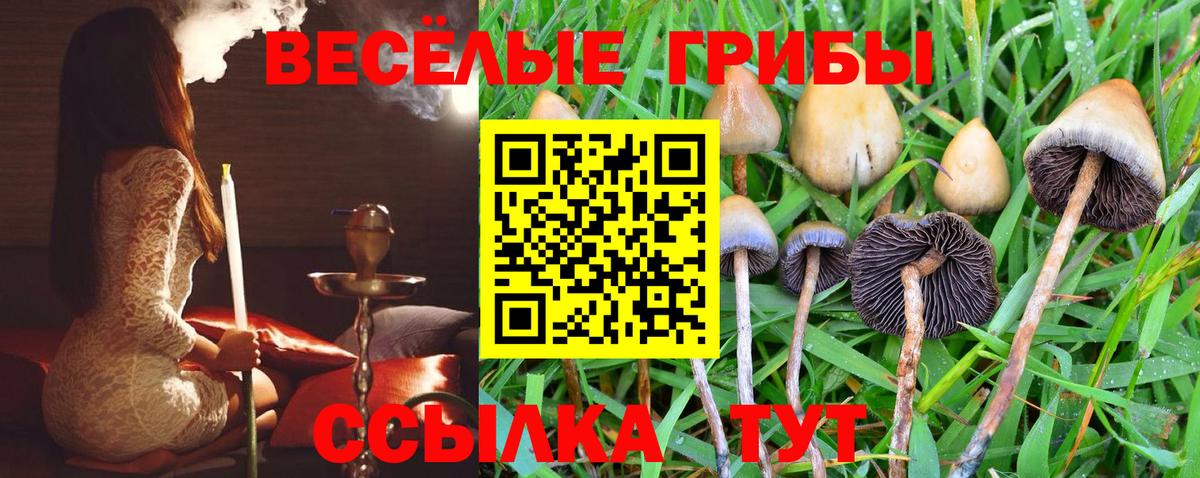 где продают   Галлюциногенные грибы MAGIC MUSHROOMS  Вход с VPN  Галлюциногенные грибы Psilocybe  Кумертау 